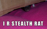 I_r_stealth_rat_by_lol_cat